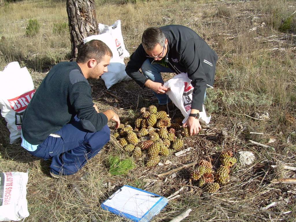 conteo piñas piñonero conteo piñas piñonero